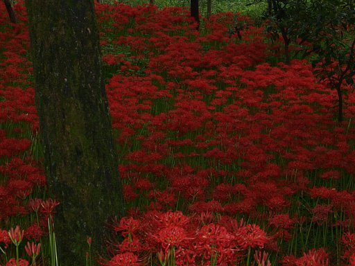 【花のある情景】 曼珠沙華