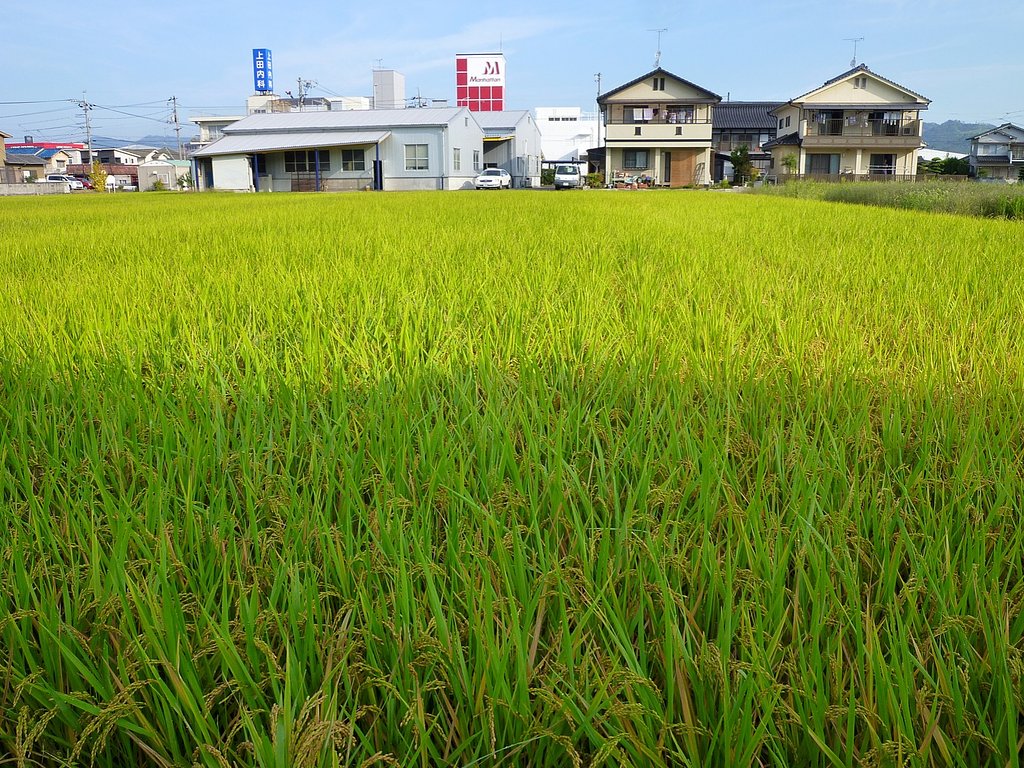 実り