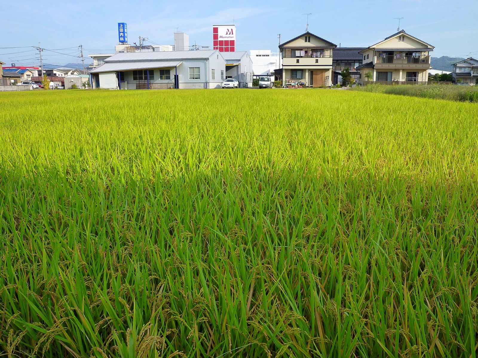 実り