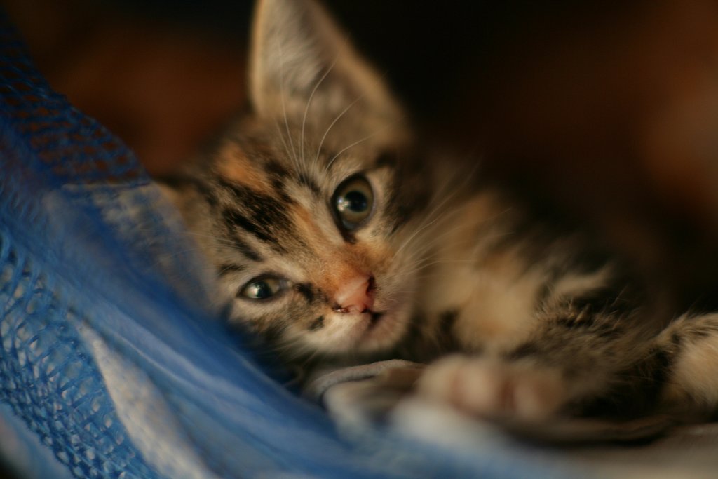 こねこ