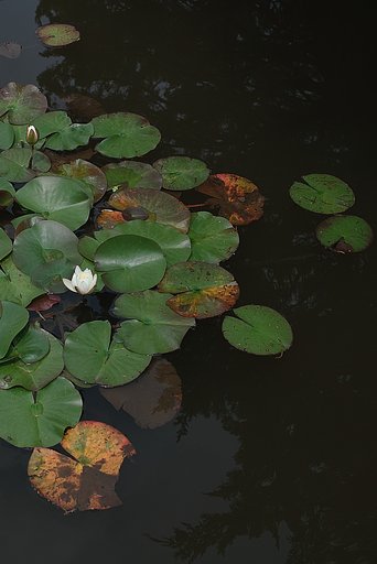 鏡面に浮かぶ睡蓮