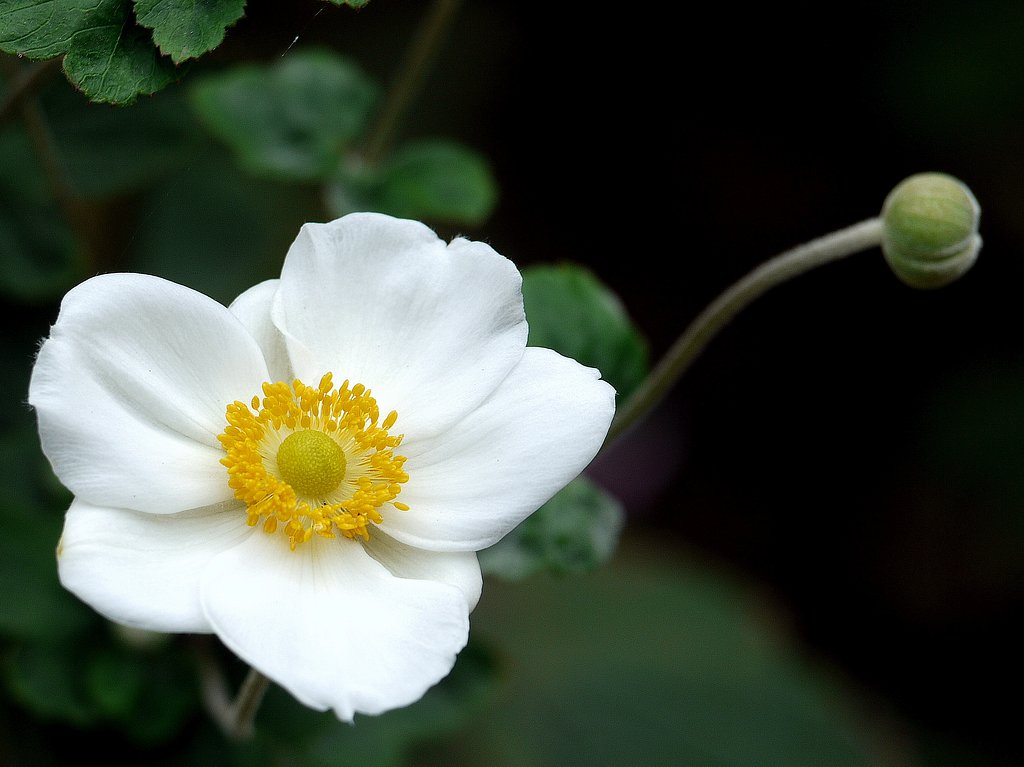 白い菊