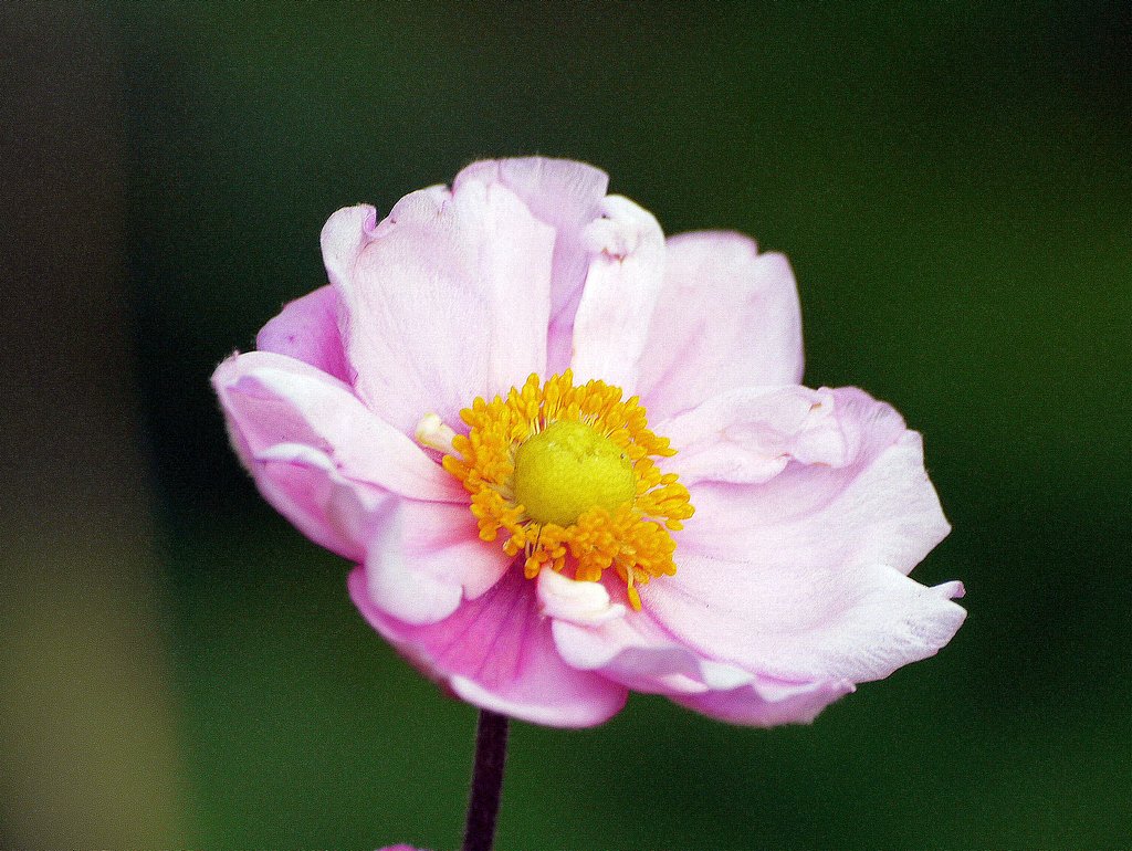秋明菊