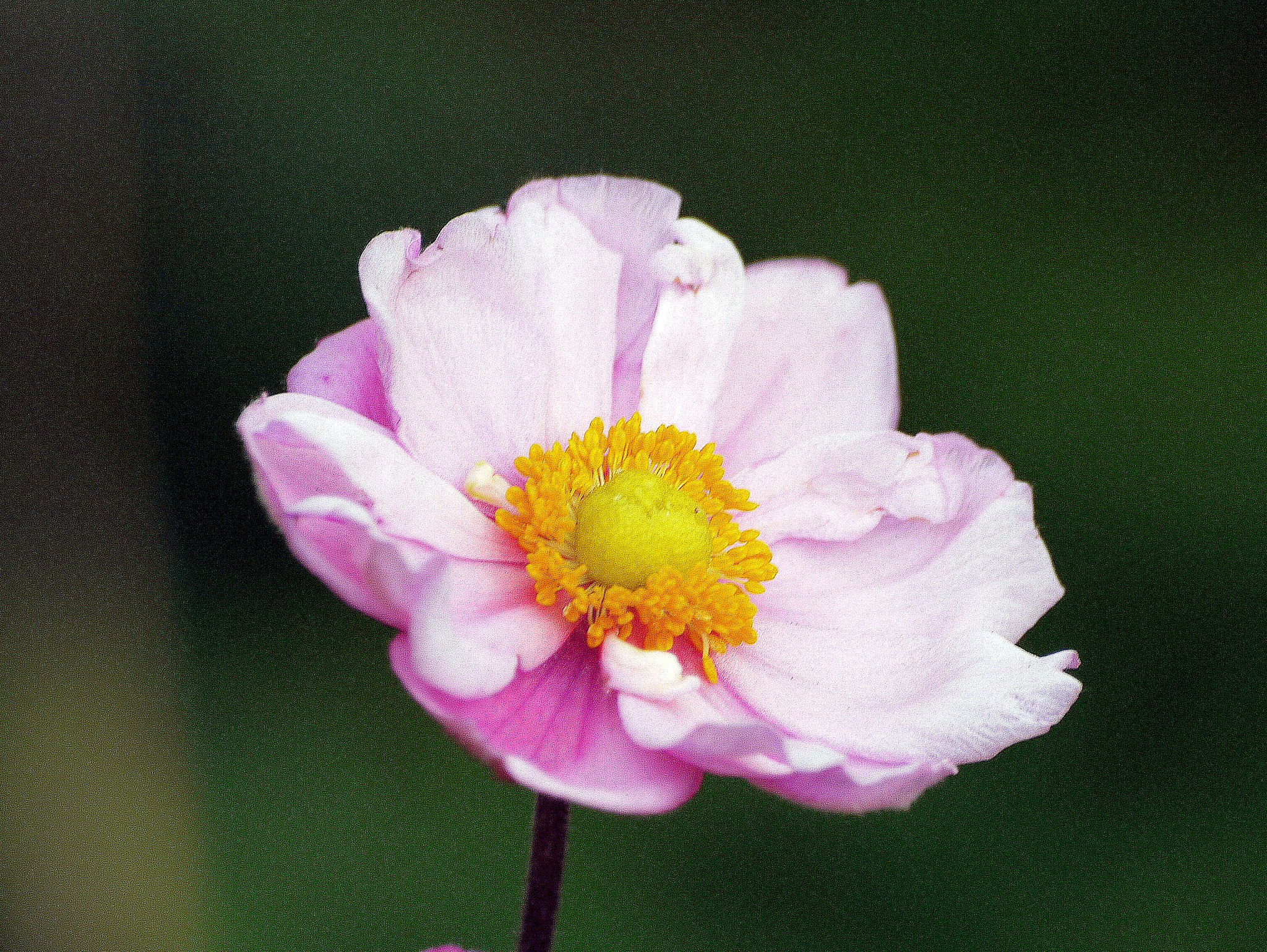 秋明菊