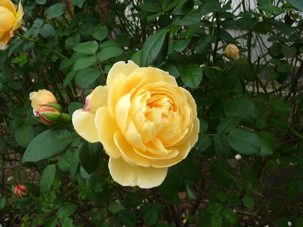 薔薇17