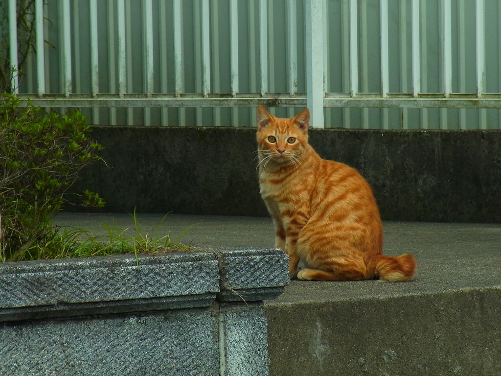 散歩で出会ったニャンコ