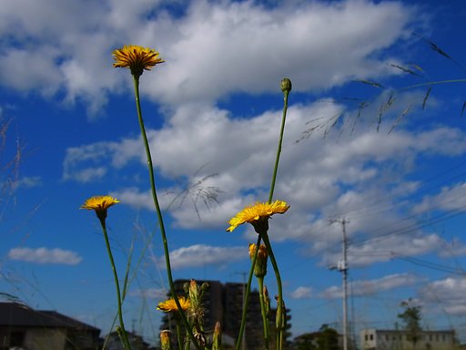 野の花と晩秋の空