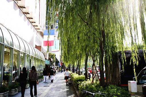 銀座の柳