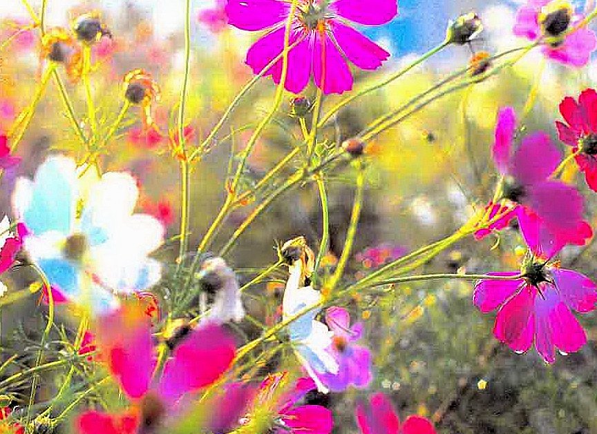 朝露の秋桜。