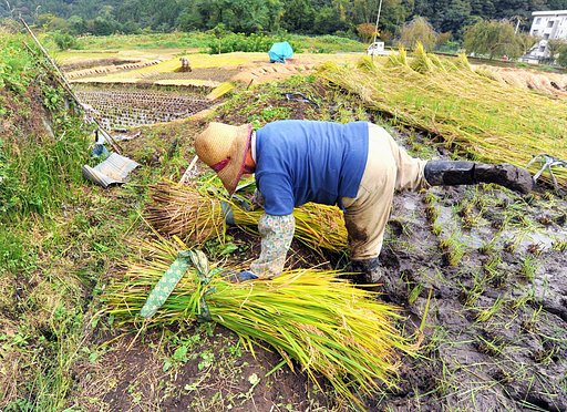 【金】　黄金田んぼでストレッチ〜