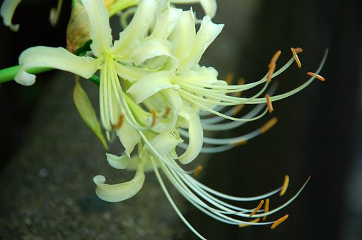 彼岸花
