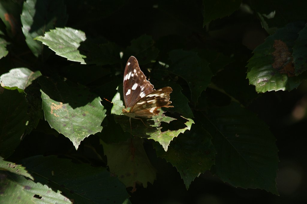 メスグロヒョウモン♀