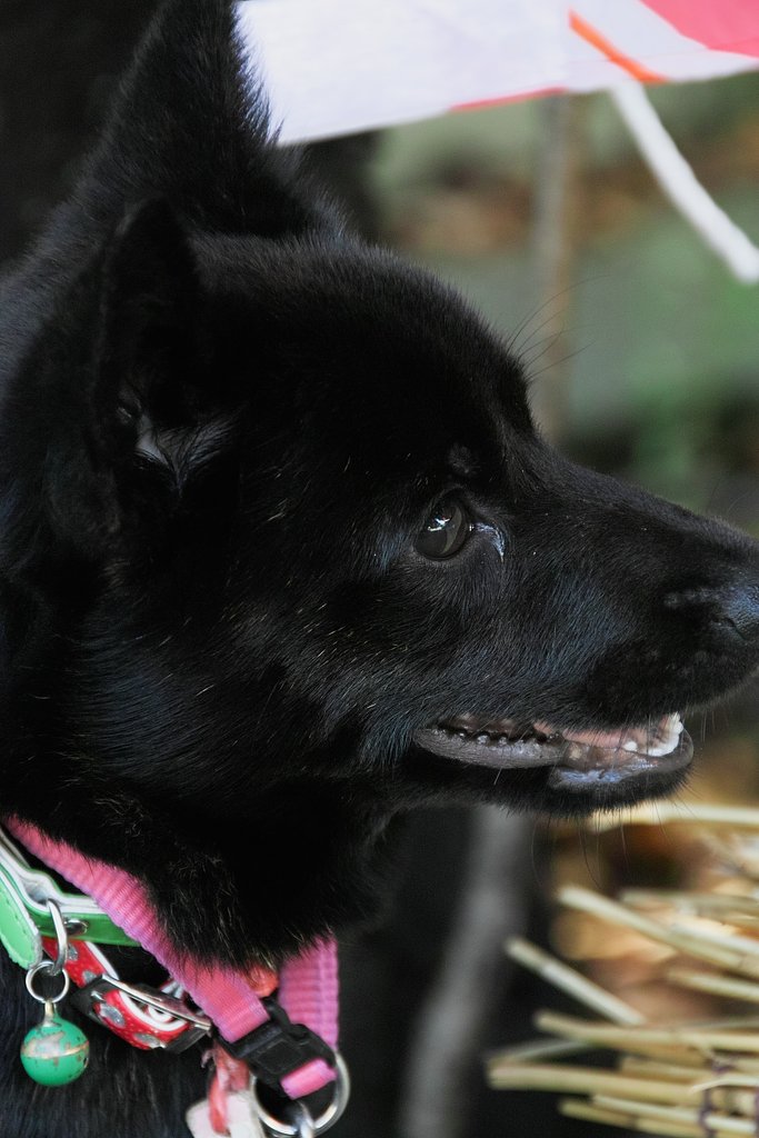 【写真しりとり】甲斐犬　ひし丸子　→　「こ」