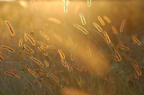 早朝の河川敷にて