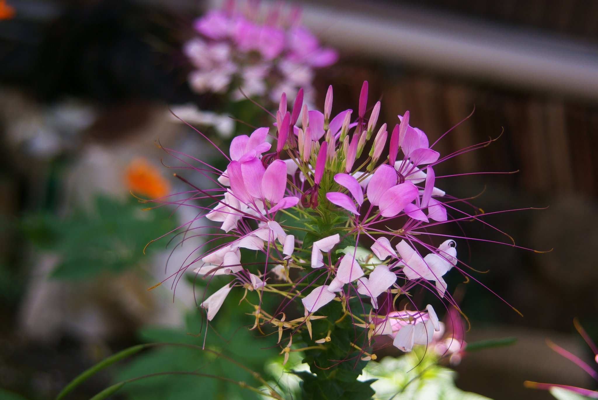 夏から秋にかけて華やかに