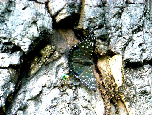 珍蝶３態、その２　スミナガシ