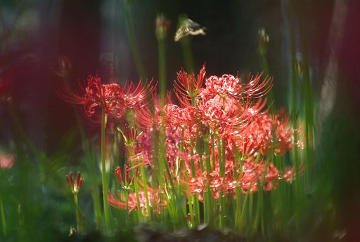 【花のある情景・秋】 夢幻蝶