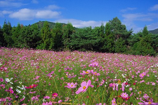 【花のある情景】遠足