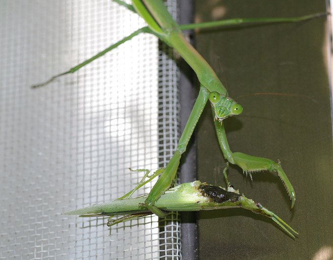 びっくりしたカマキリ