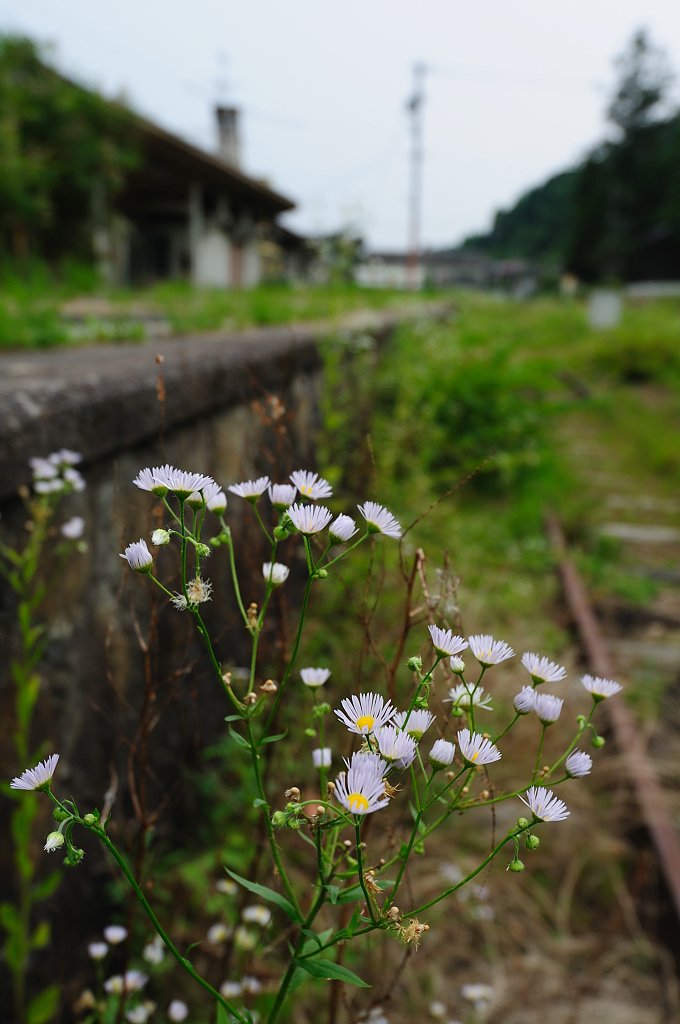【花のある情景】思い出