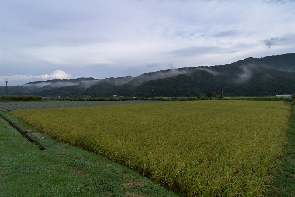 大雨上がりの朝の田んぼ