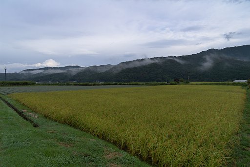 大雨上がりの朝の田んぼ