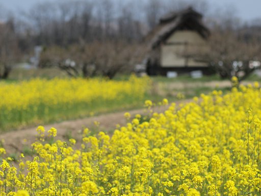 【花のある情景】 花を求めて