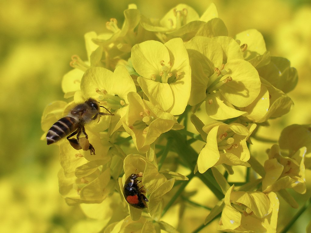 【花のある情景】菜の花畑で仲良く