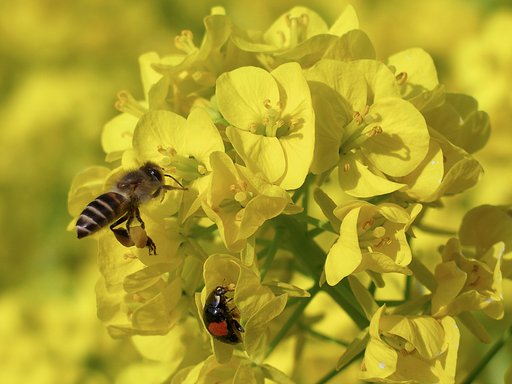 【花のある情景】菜の花畑で仲良く