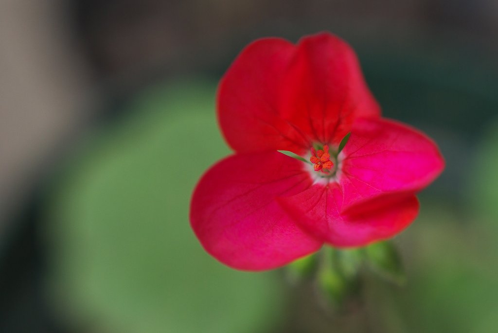 真っ赤なお花!