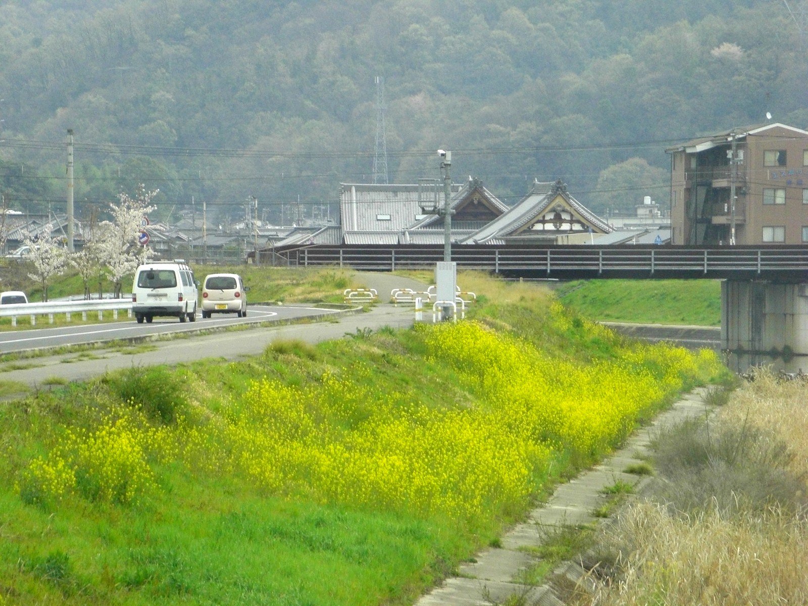 【花のある情景】黄色の絨毯
