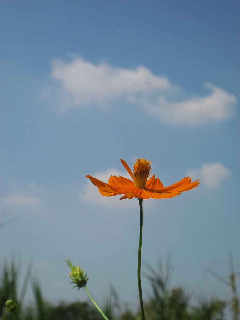 【花のある情景】花はそらへ