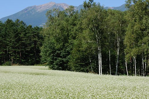 【花のある情景・秋】白い川