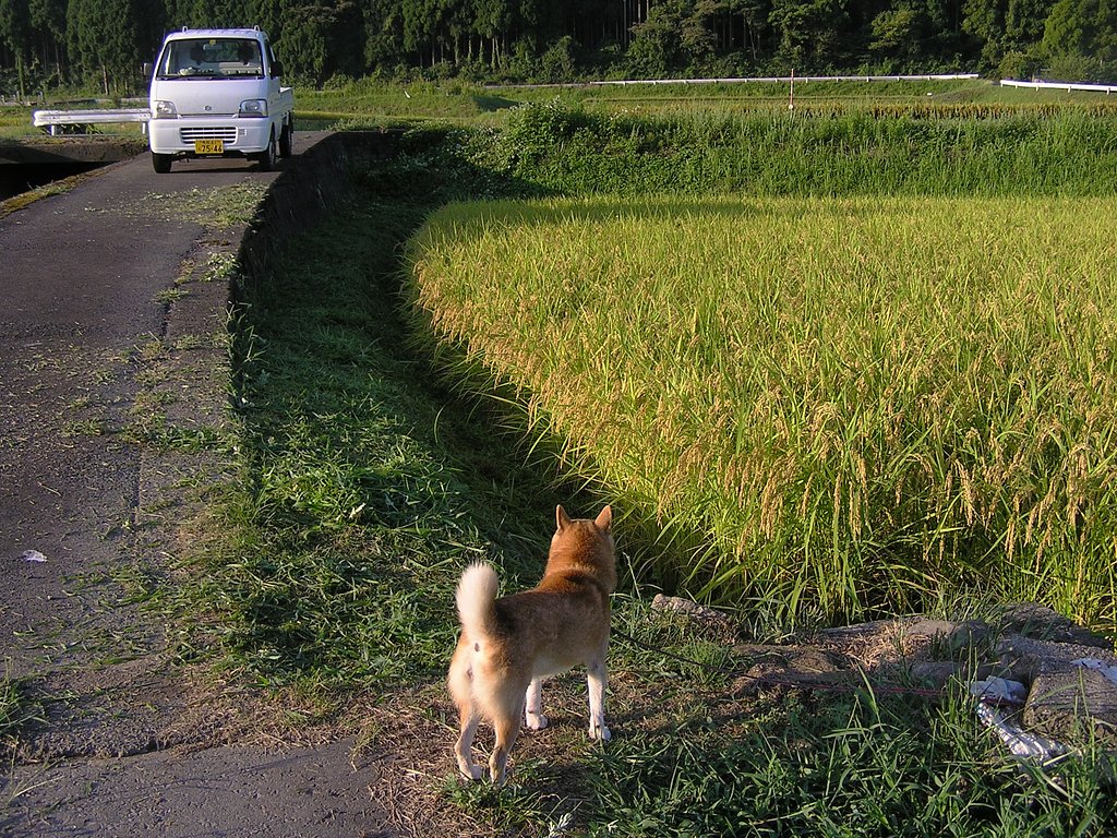 一人と一匹で草刈