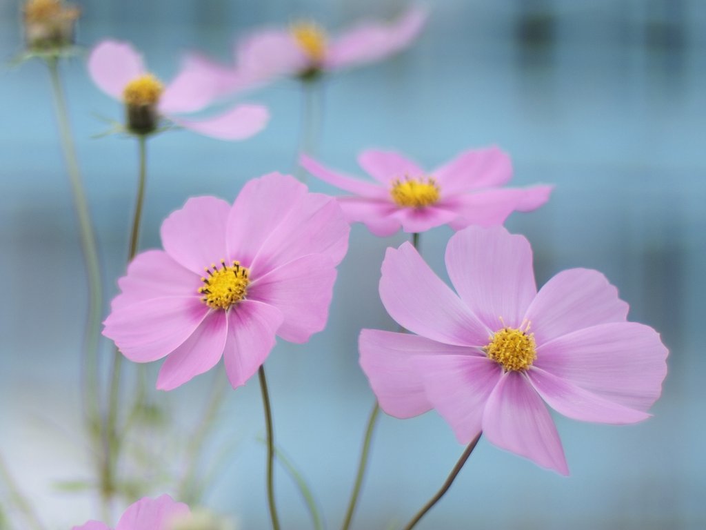 【花のある情景】 オフィシャルよりお願い
