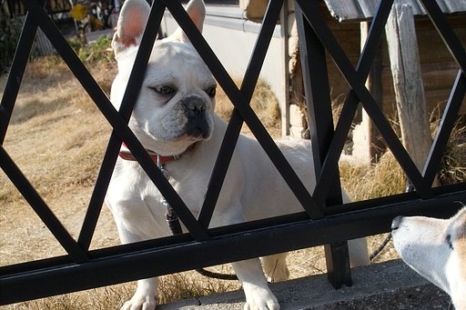 【写真しりとり】仲良くしようよぉ、だ、だれがあんたなんかと→「と」