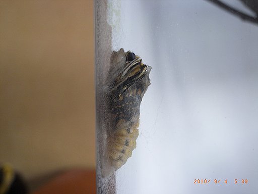 キアゲハの羽化　目玉が見えた。