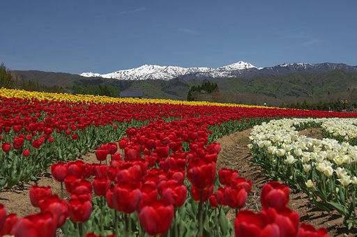 【花のある情景】極彩色の春・２