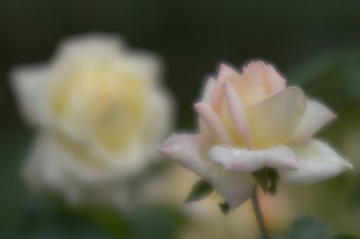 100mm　F2.8　Soft