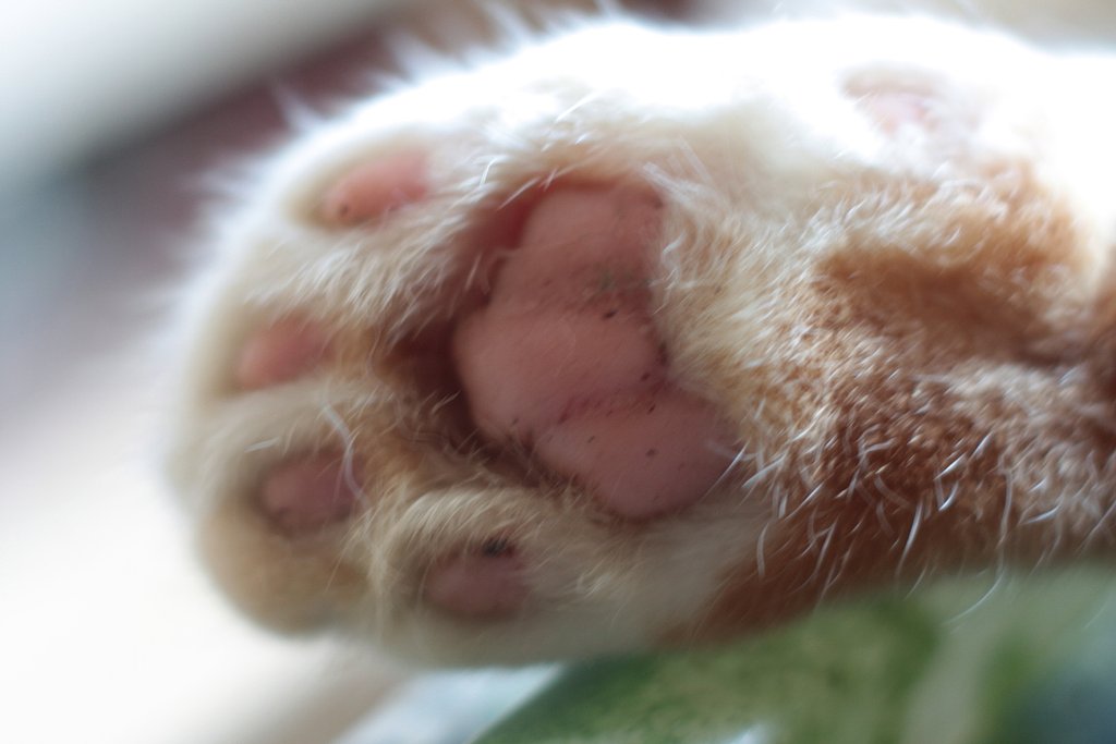 猫の手