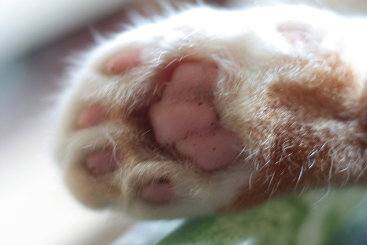 猫の手