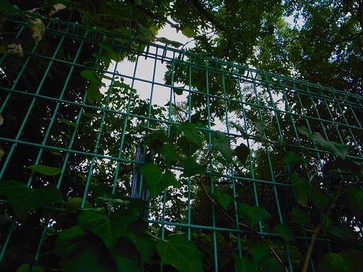 【金】見上げれば