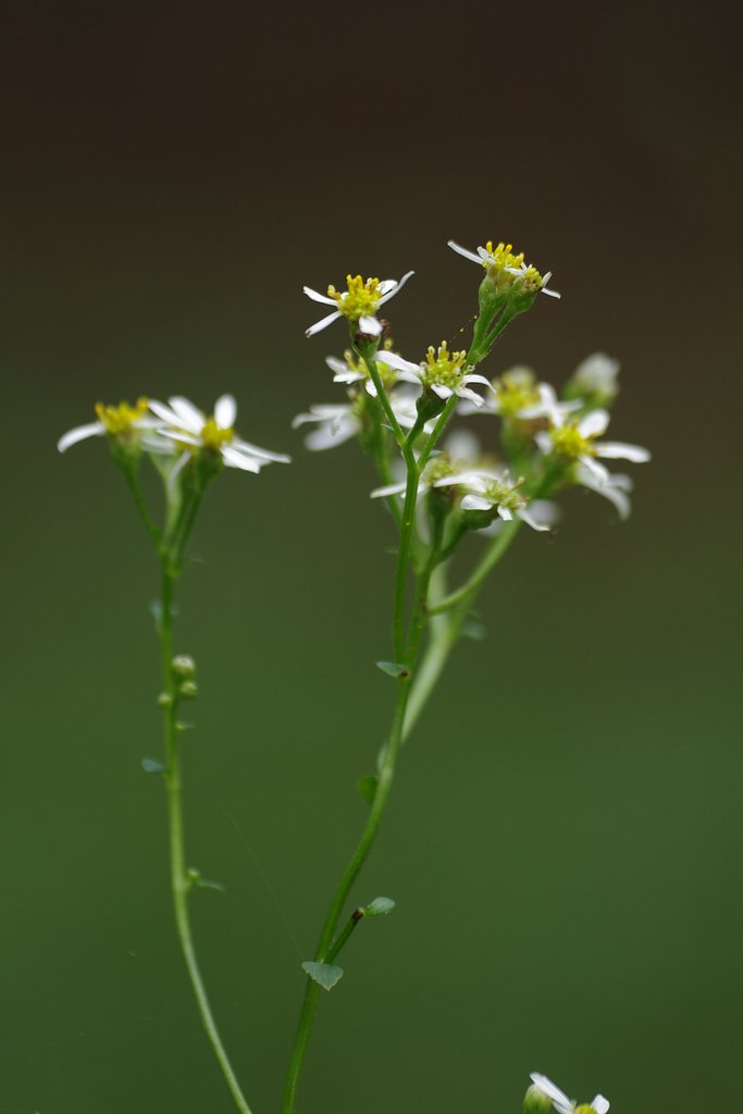 里山の白菊