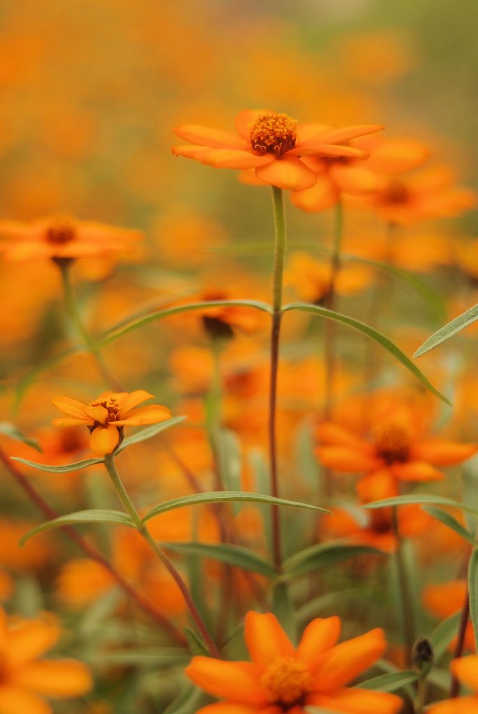 黄昏時の花・・・