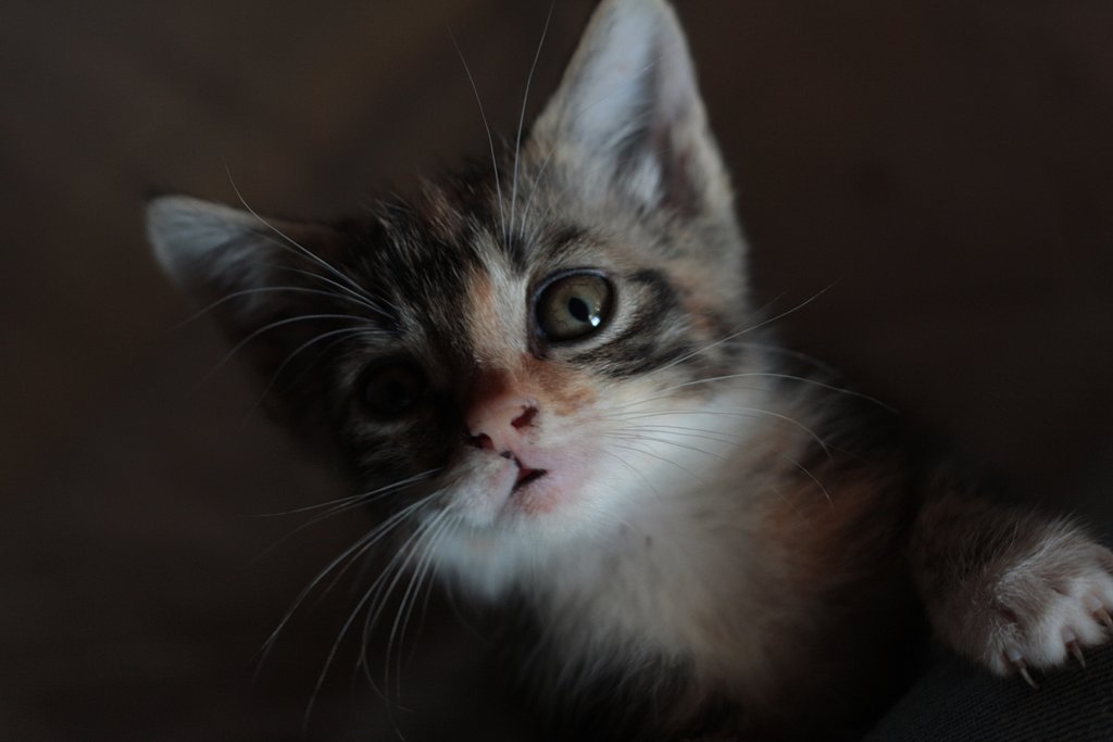 こねこ　其の弐