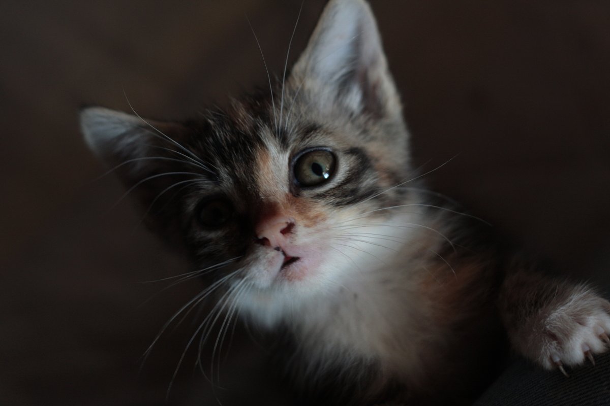 こねこ　其の弐
