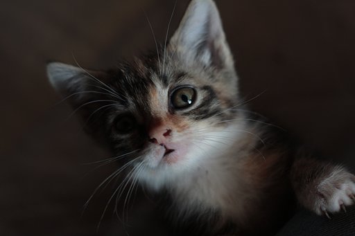 こねこ　其の弐