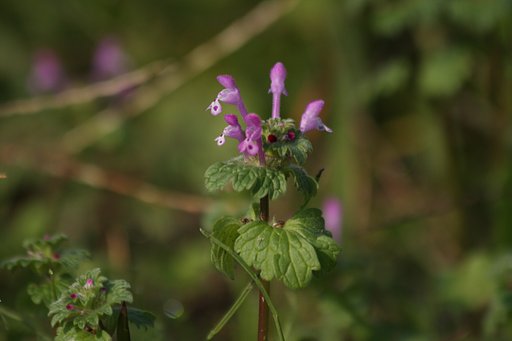 季節外れの花