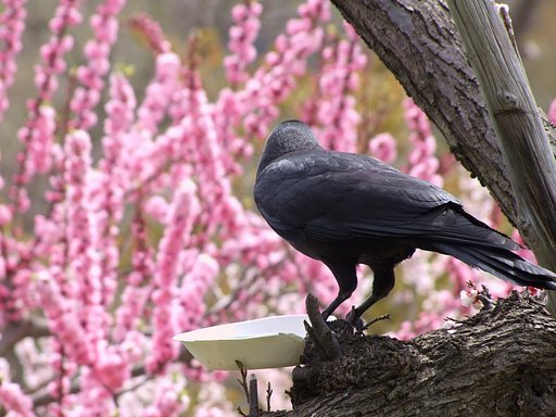 【花のある情景】カラスの梅見【春】