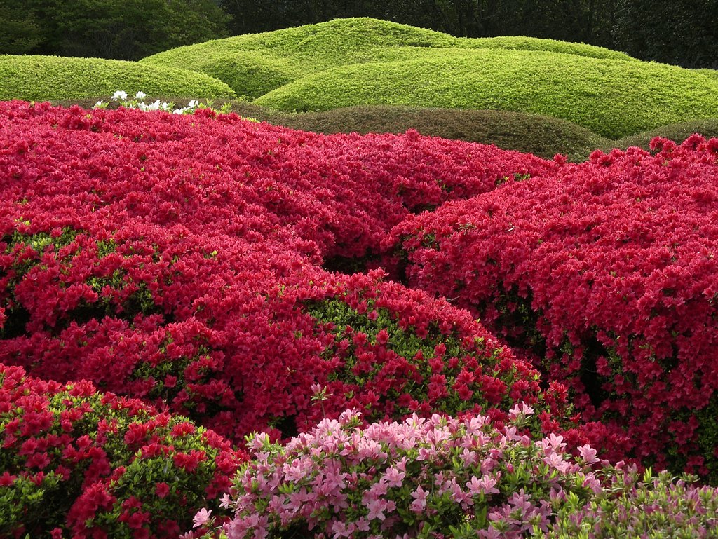 【花のある情景】神代植物公園のつつじ